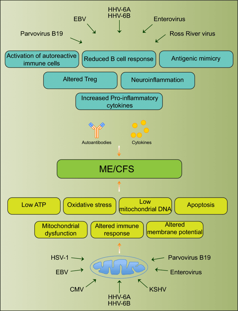 Chronic viral infections in ME/CFS WAMES (Working for ME in Wales)