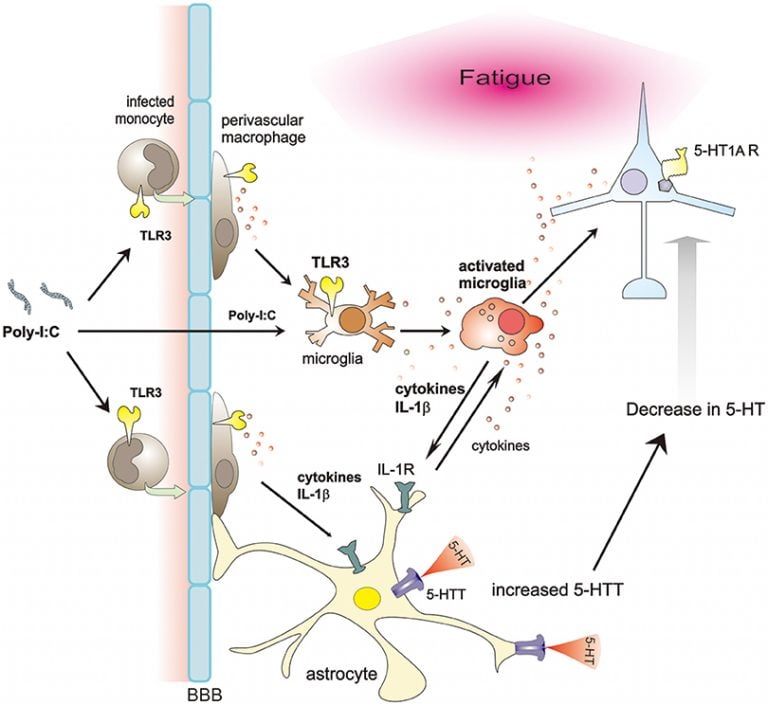 serotonin transporter